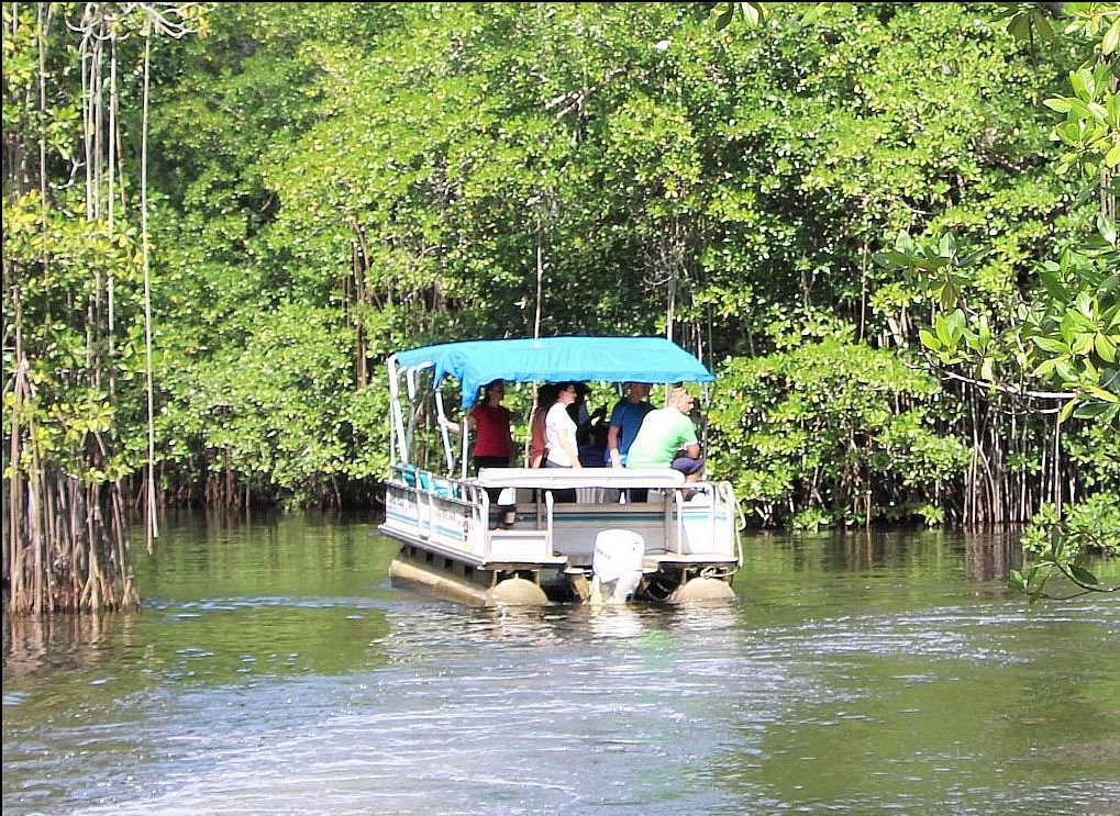 Photos | Black River Safari | Private Tours | Things To Do In Negril ...